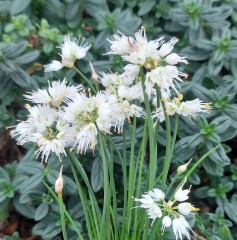 Allium Thunbergii 'Alba'
